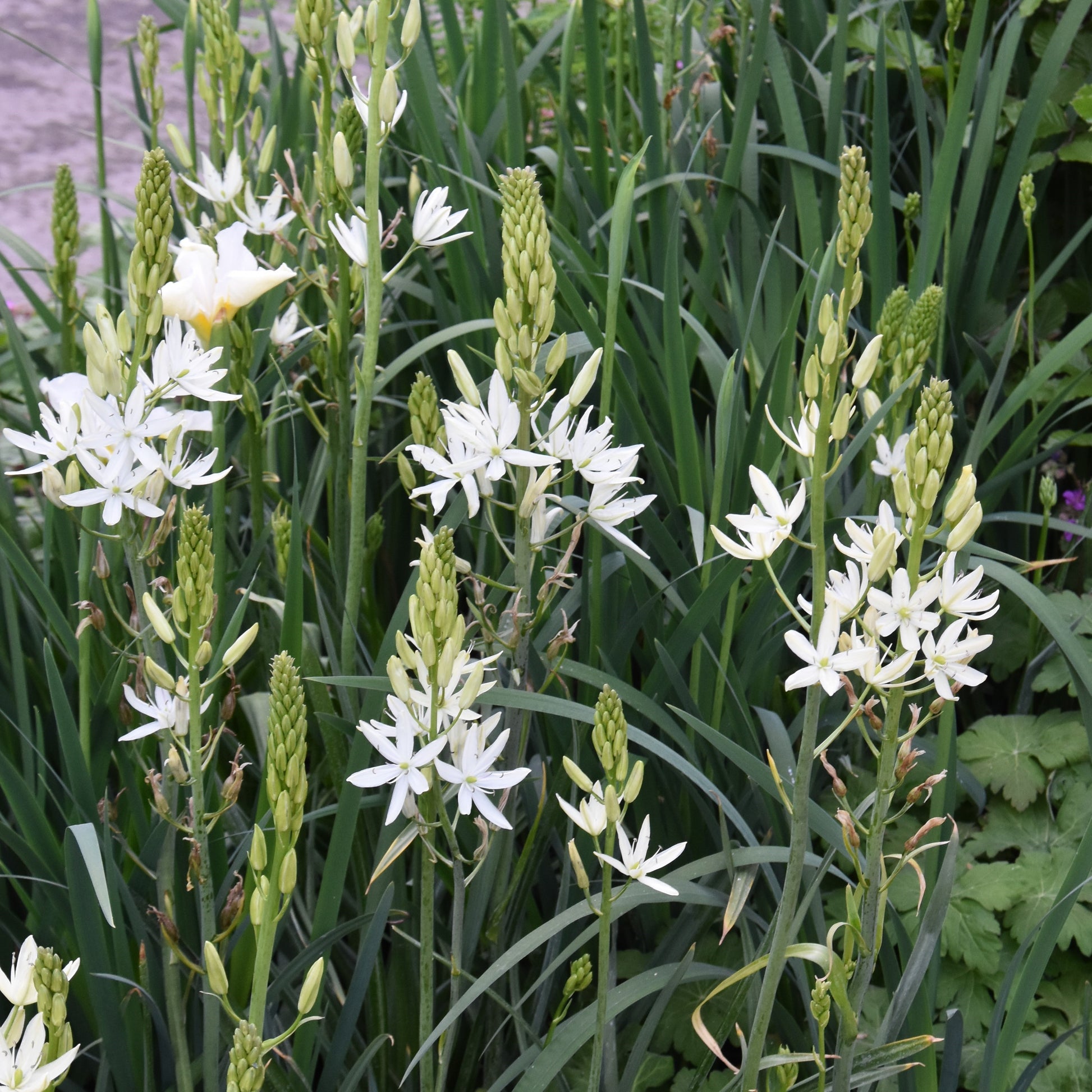 Camassia leichtlinii Alba