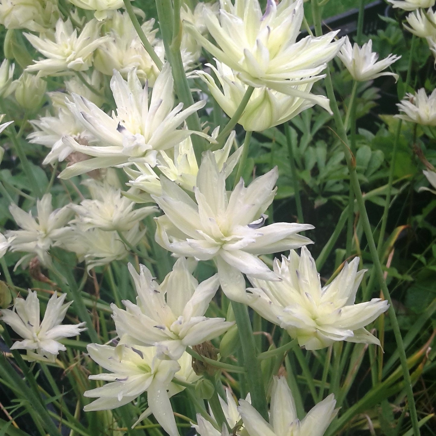 Camassia leichtlinii Semiplena