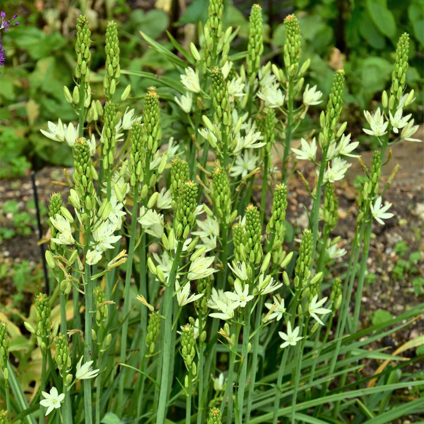 Camassia leichtlinii 'Silk River'