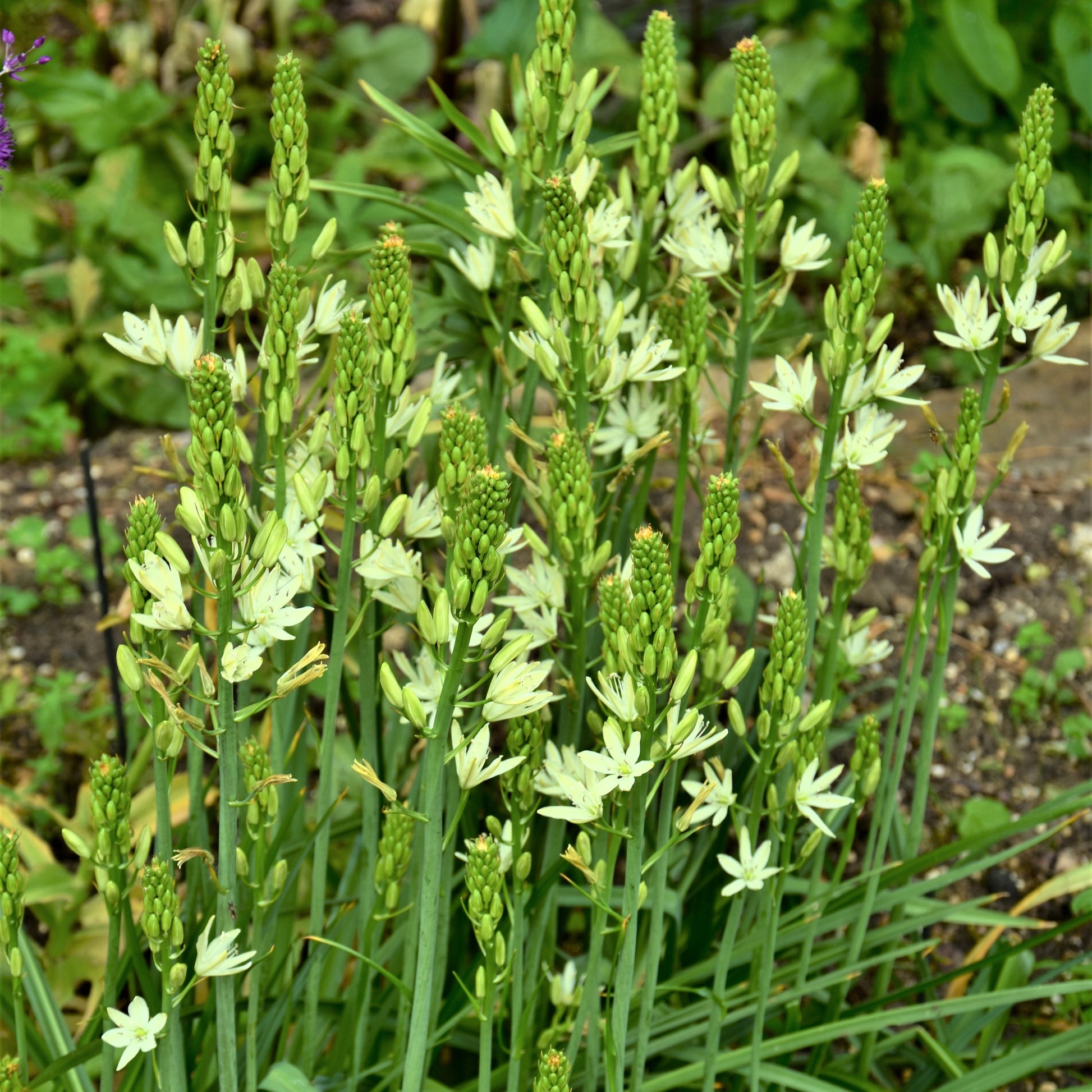 Camassia leichtlinii 'Silk River'