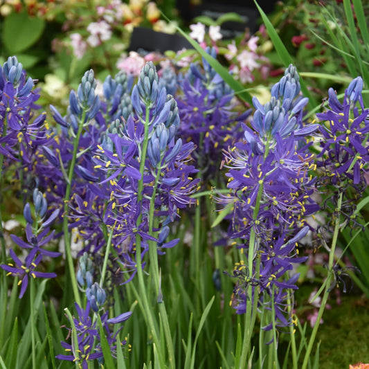 Camassia quamash (syn. esculenta)