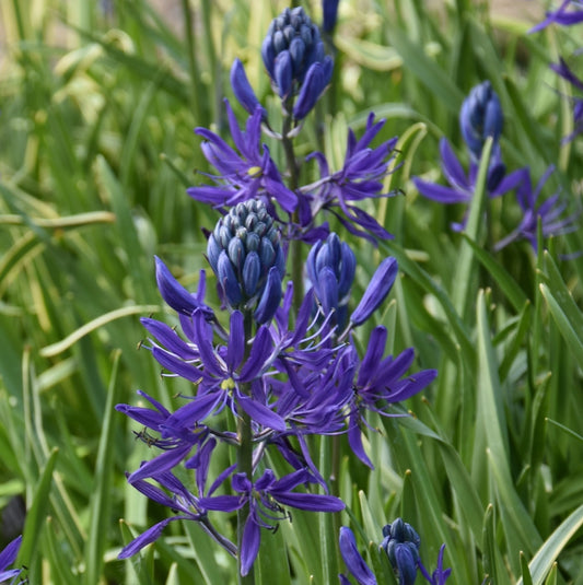 Camassia quamash 'Blue Melody'