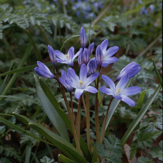 Chionodoxa forbesii (syn. luciliae)