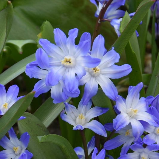 Chionodoxa forbesii 'Blue Giant'