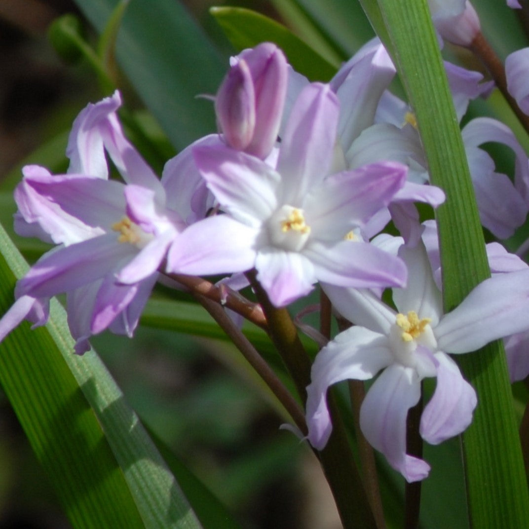 Chionodoxa forbesii 'Pink Giant'