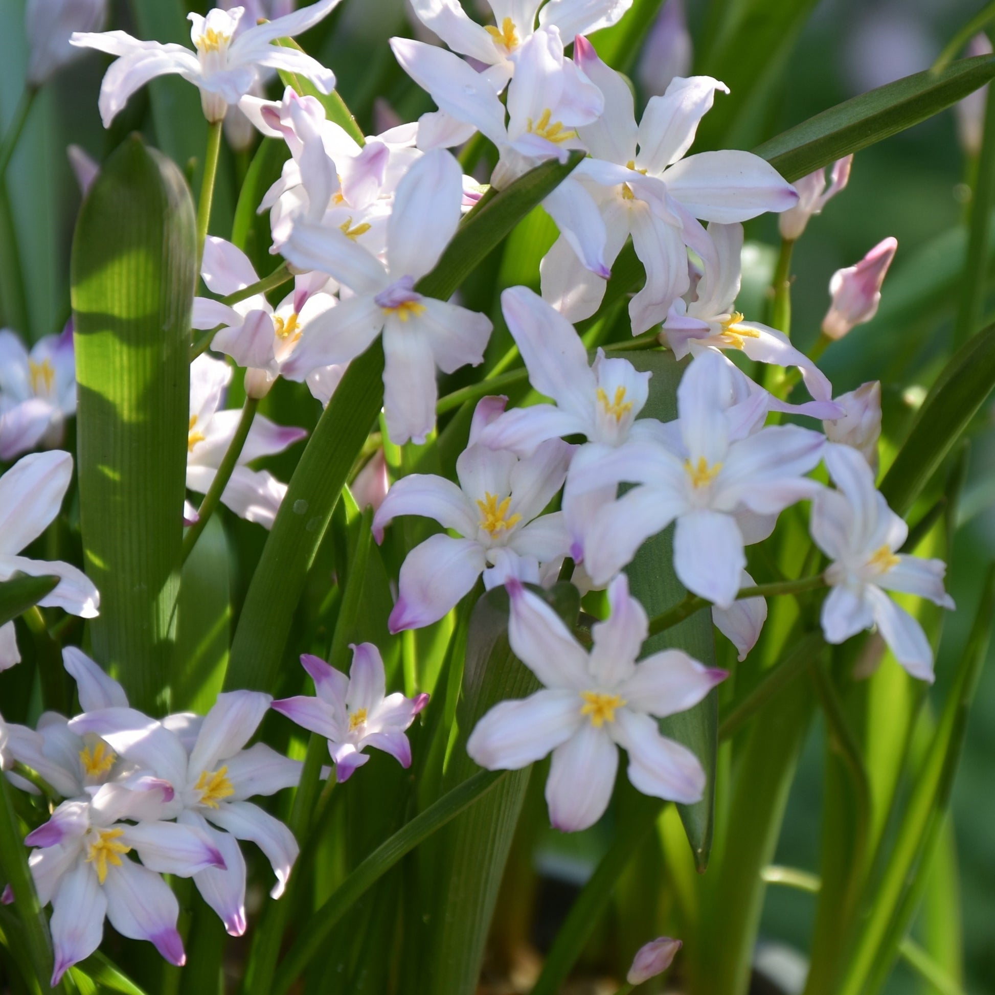 Chionodoxa forbesii 'Rosea'