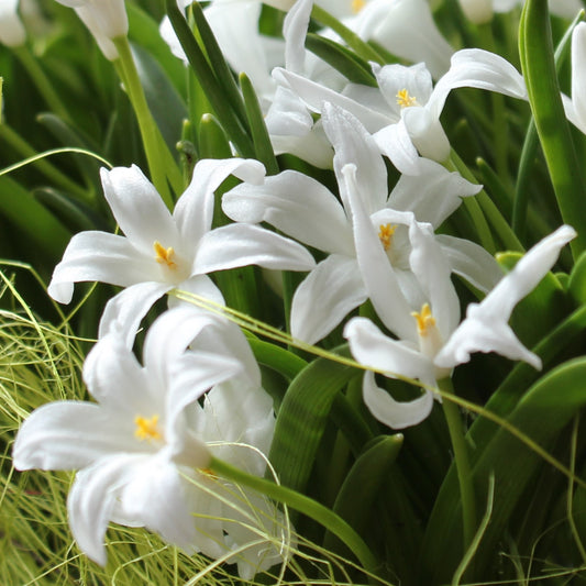 Chionodoxa luciliae Alba