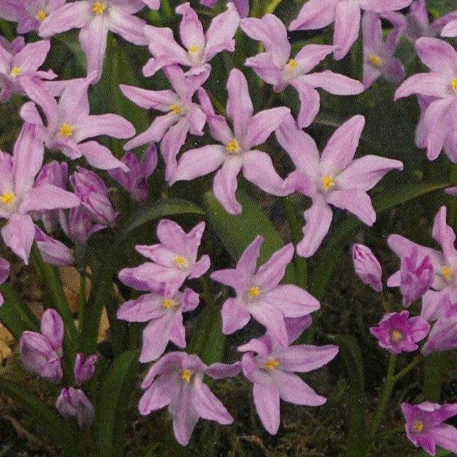 Chionodoxa luciliae 'Rose Queen'
