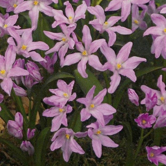 Chionodoxa luciliae 'Rose Queen'