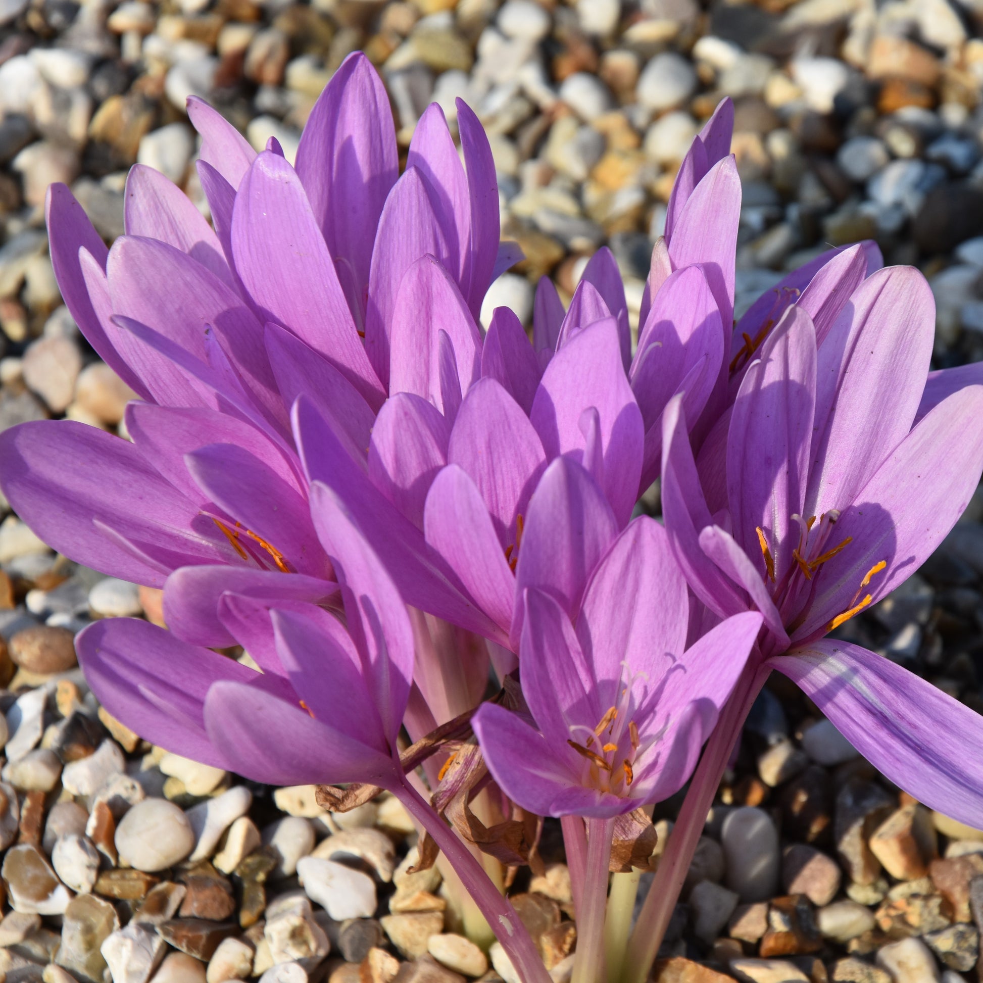 Colchicum autumnale (syn. autumnale var. minor)