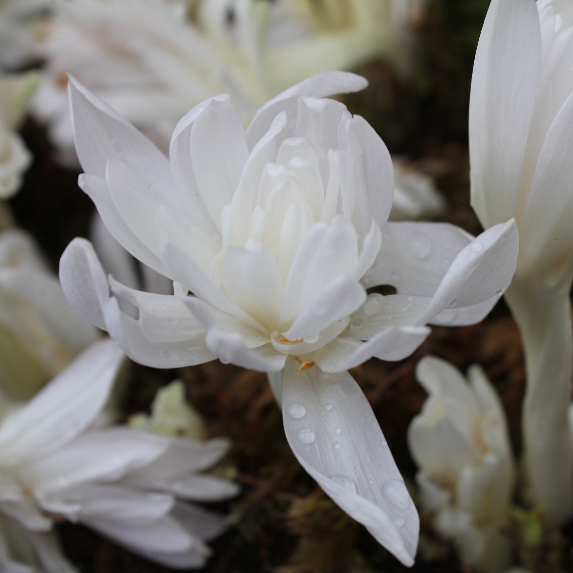 Colchicum autumnale 'Alboplenum'