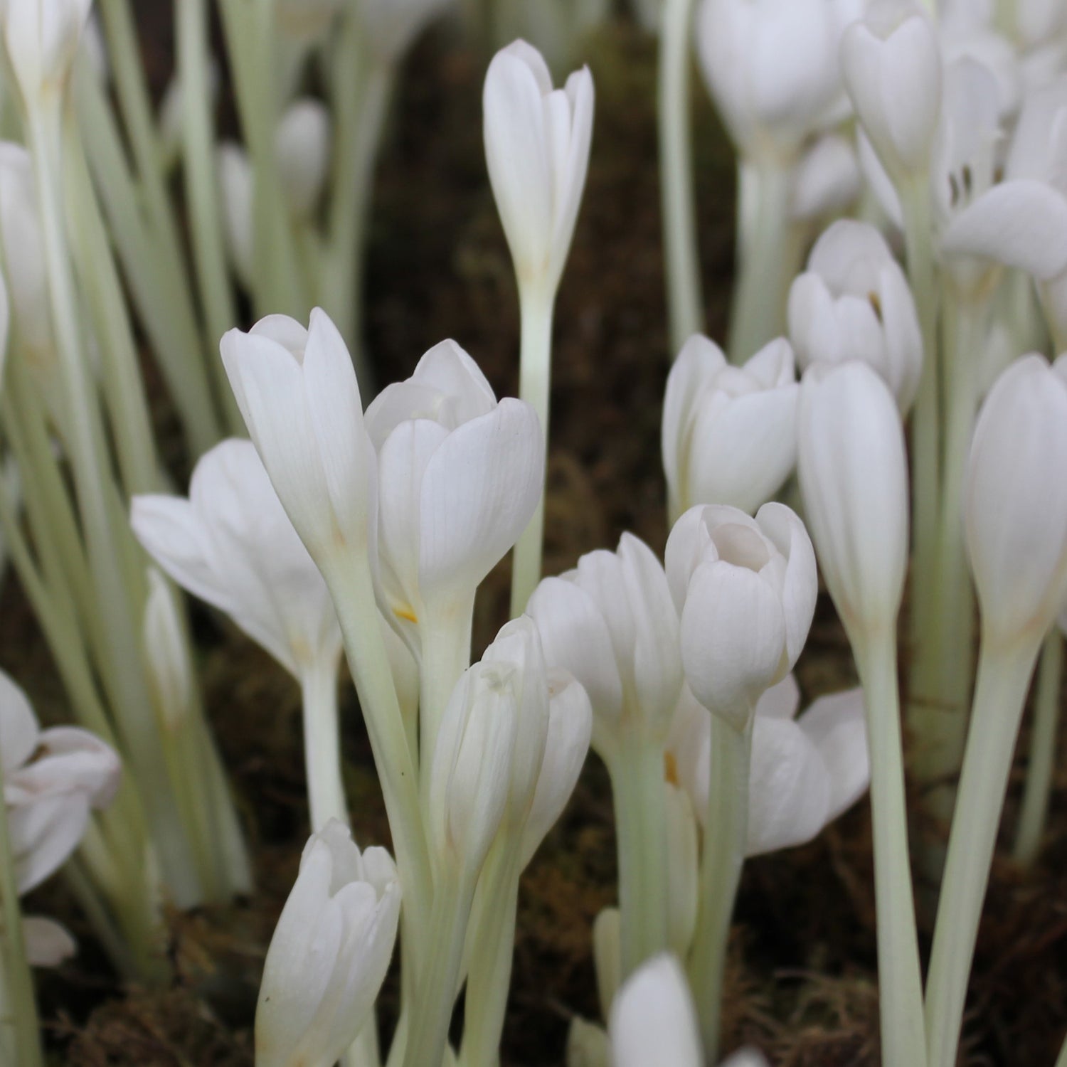 Colchicum autumnale Album.