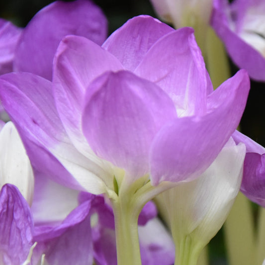 Colchicum bornmuelleri