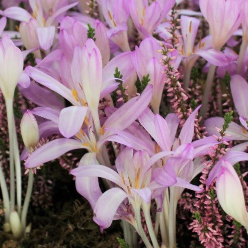 Colchicum byzantinum (syn. autumnale var. major)