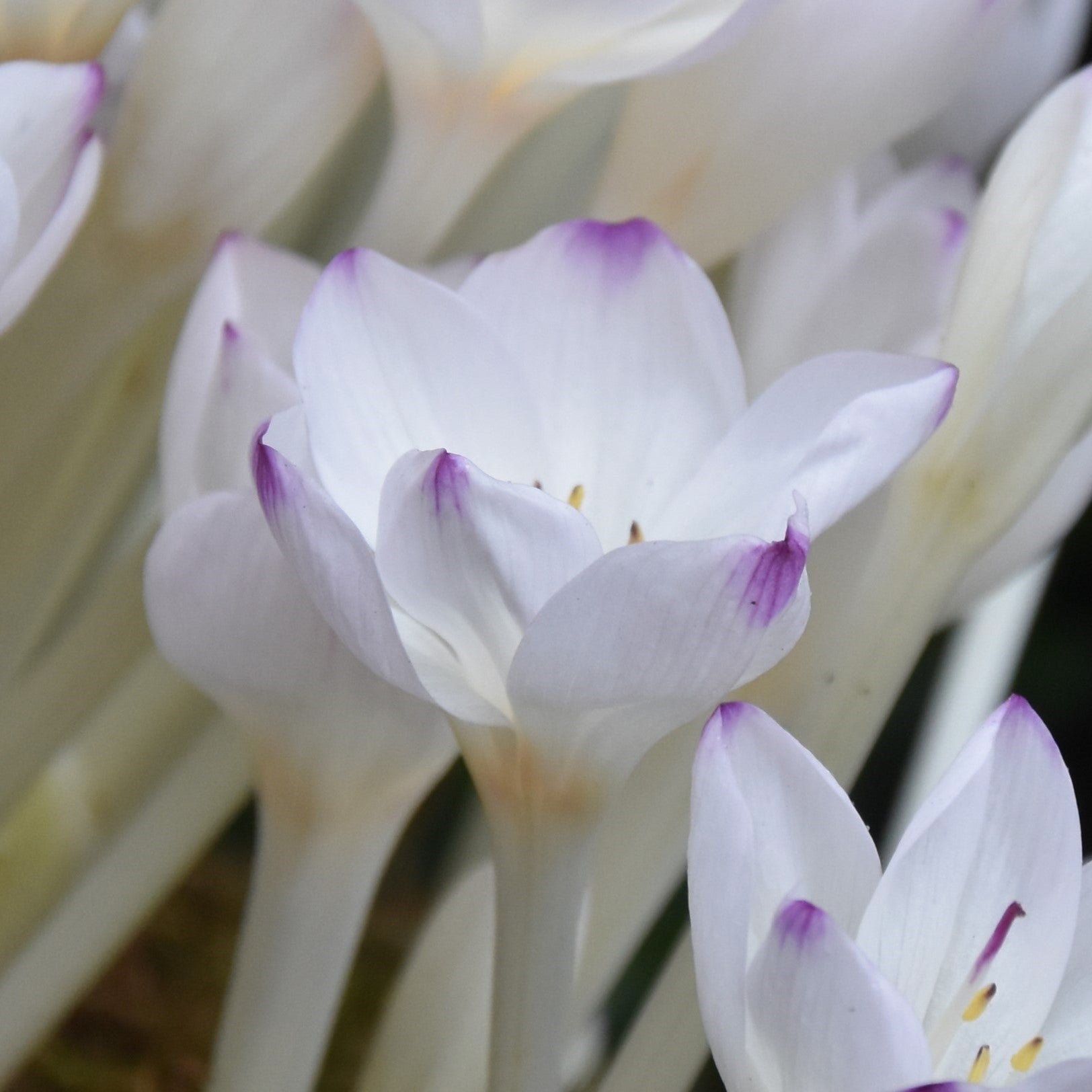 Colchicum byzantinum 'Innocence' (syn. byzantinum album)