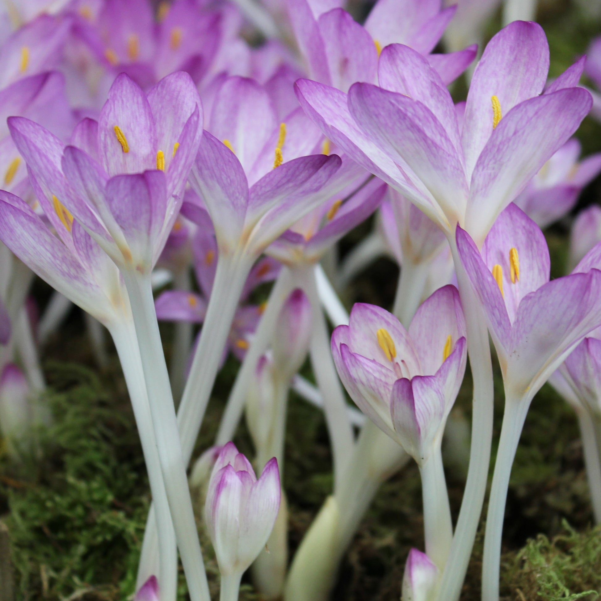 Colchicum cilicicum Purpureum