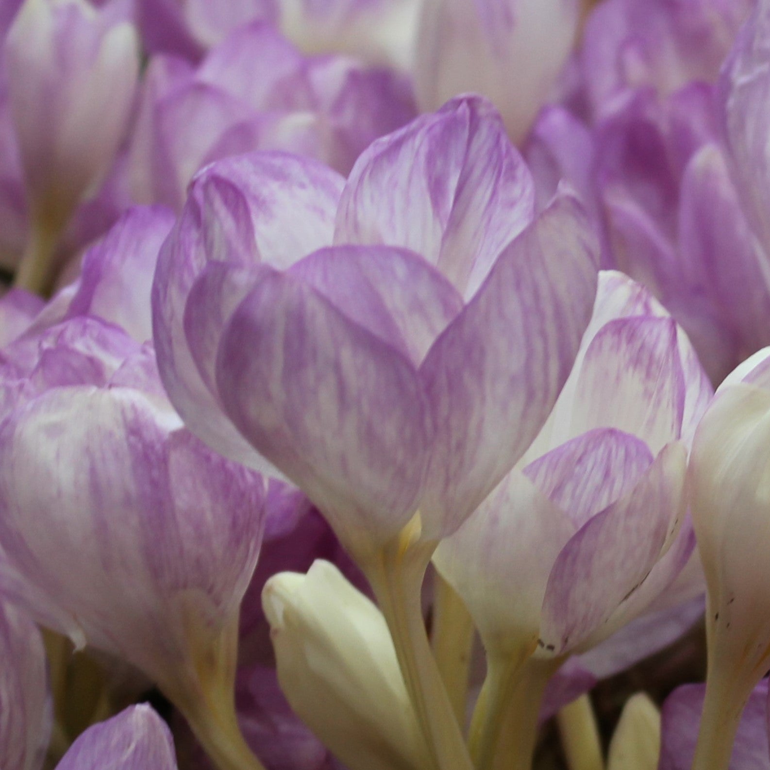 Colchicum The Giant