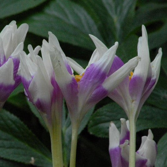 Colchicum Harlekijn