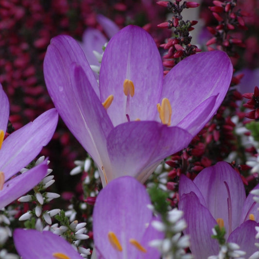Colchicum Lilac Wonder