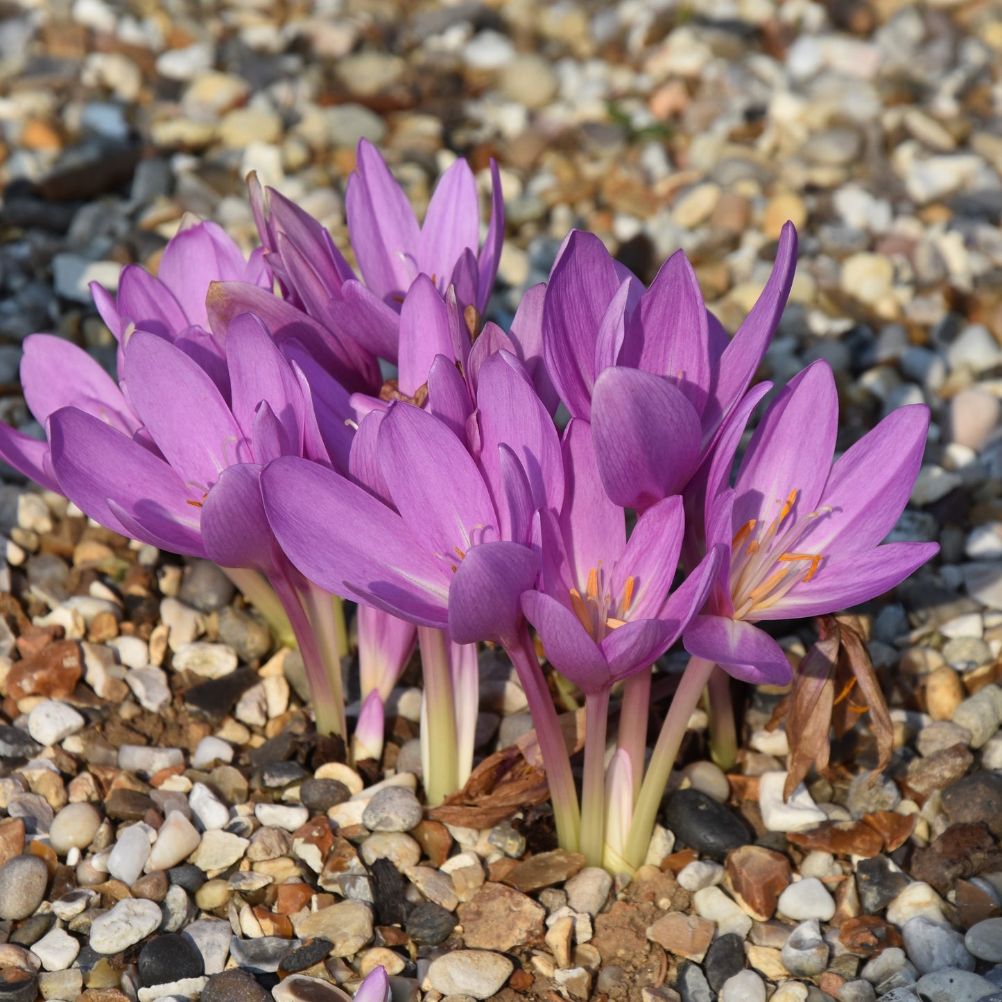 Colchicum autumnale 'Nancy Lindsay' (syn. Pannonicum)