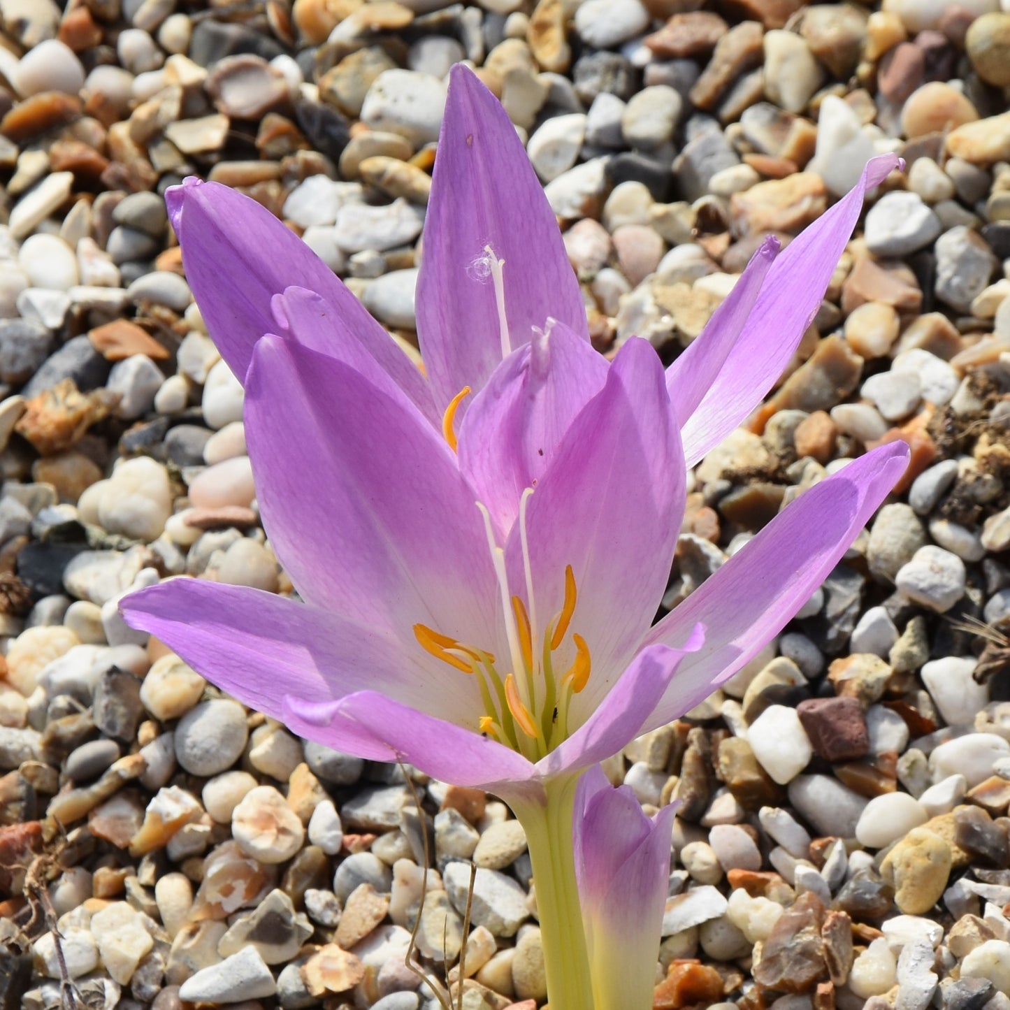 Colchicum speciosum
