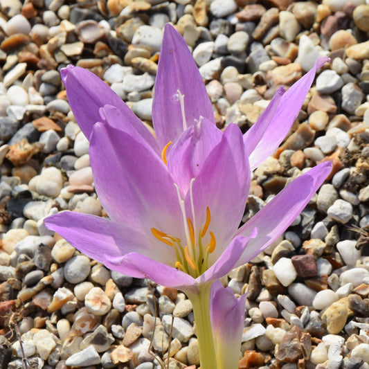 Colchicum speciosum