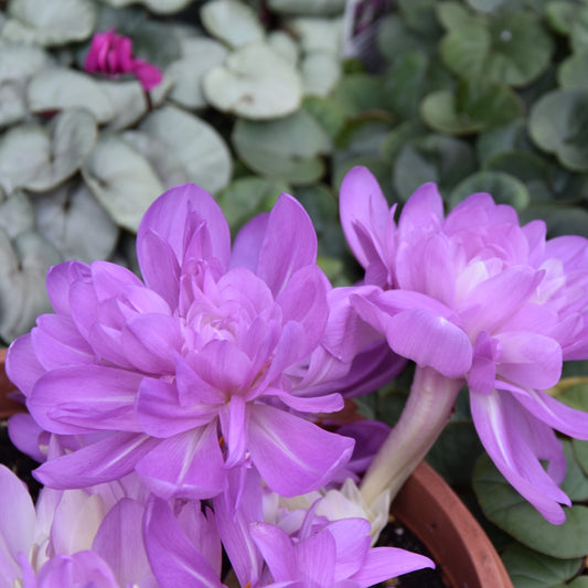 Colchicum Waterlily