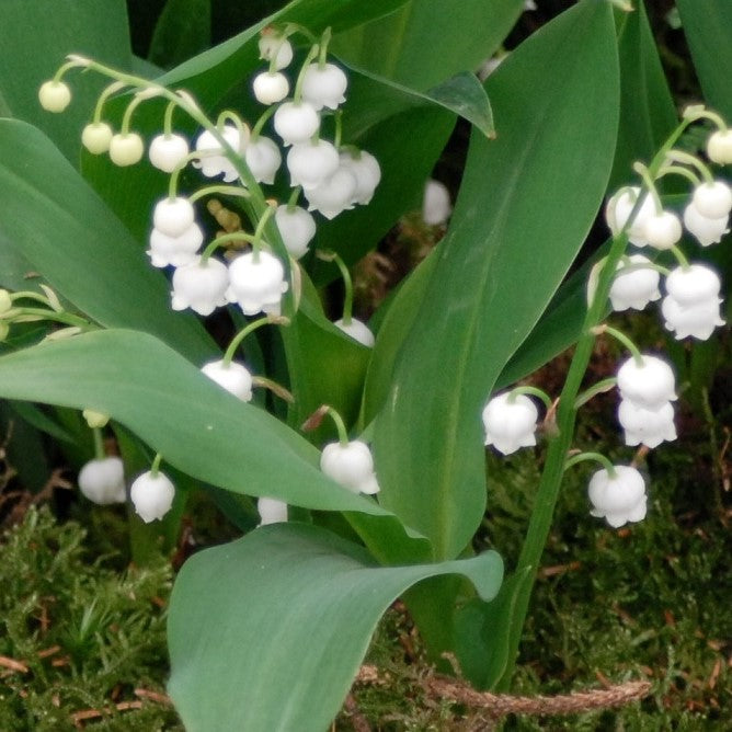 Convallaria majalis