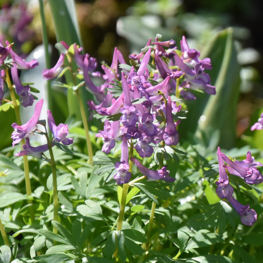 Corydalis solida