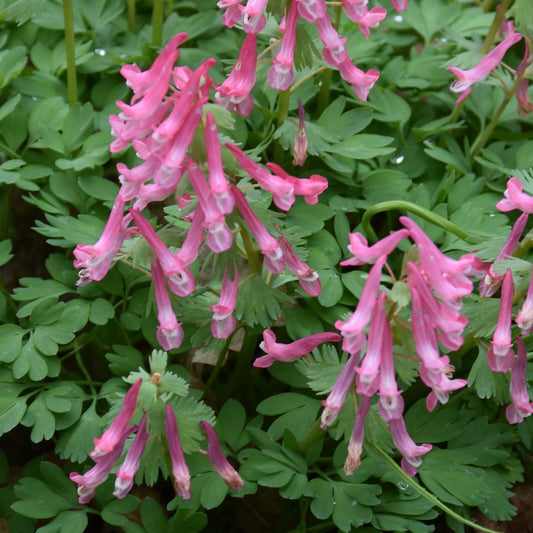 Corydalis solida 'Beth Evans'