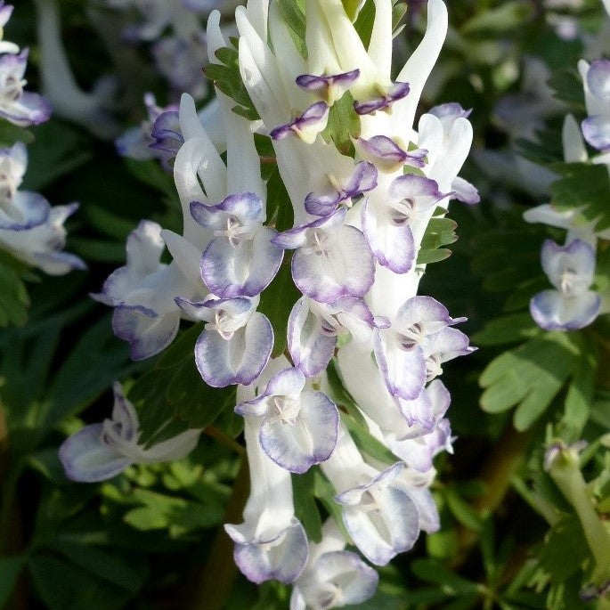 Corydalis solida 'Merlin'