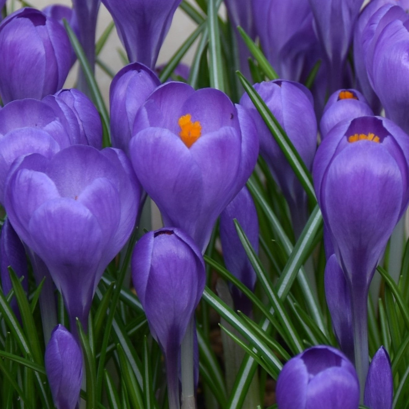 Crocus Blue Ocean