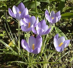 Crocus goulimyi