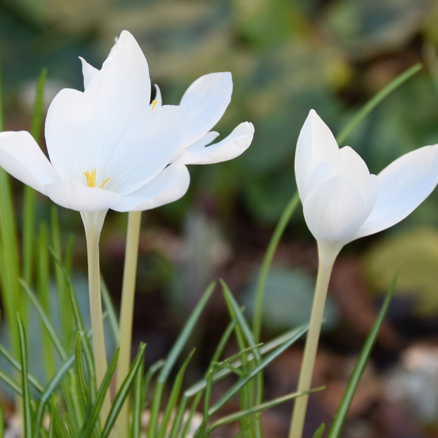 Crocus goulimyi 'Mani White'.