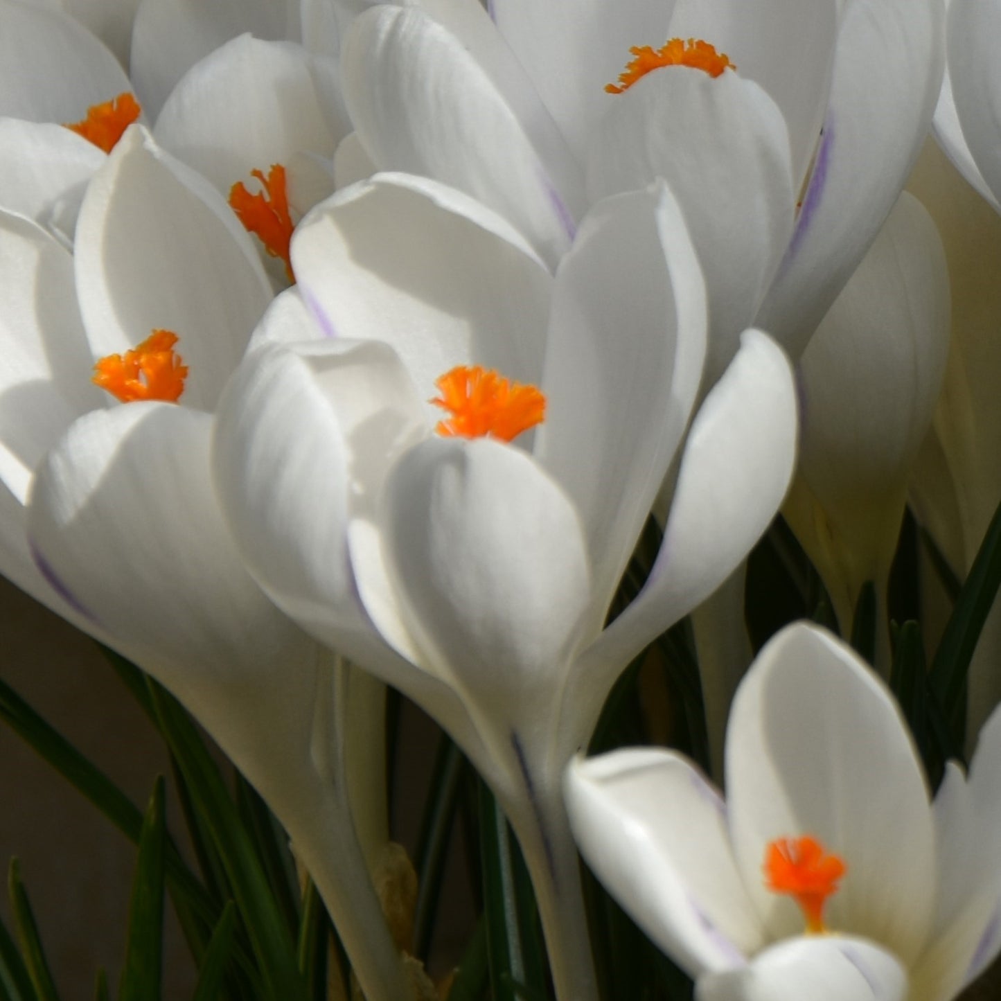 Crocus Ice Queen