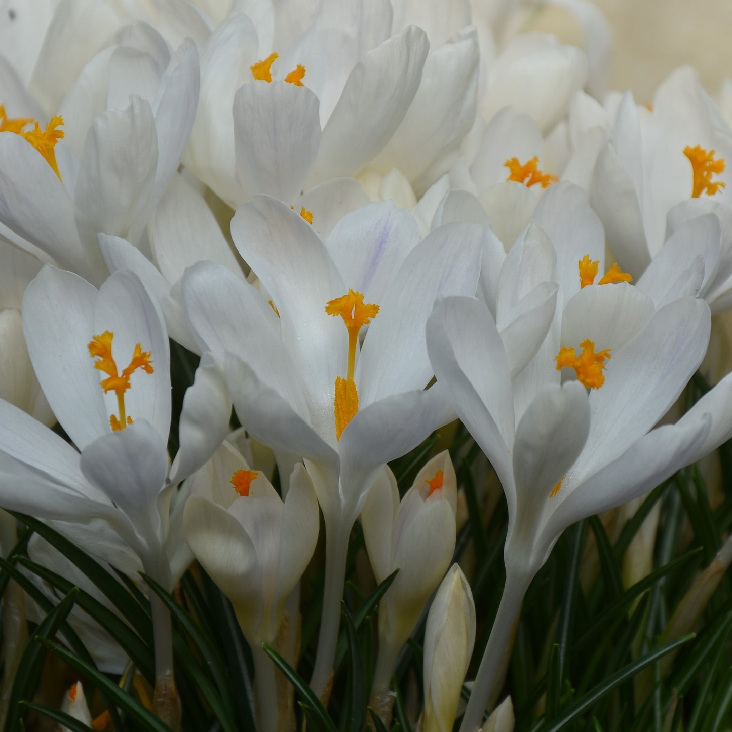 Crocus Ivory Princess
