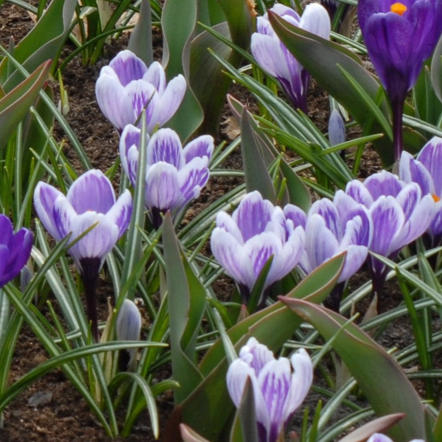 Crocus King of the Striped