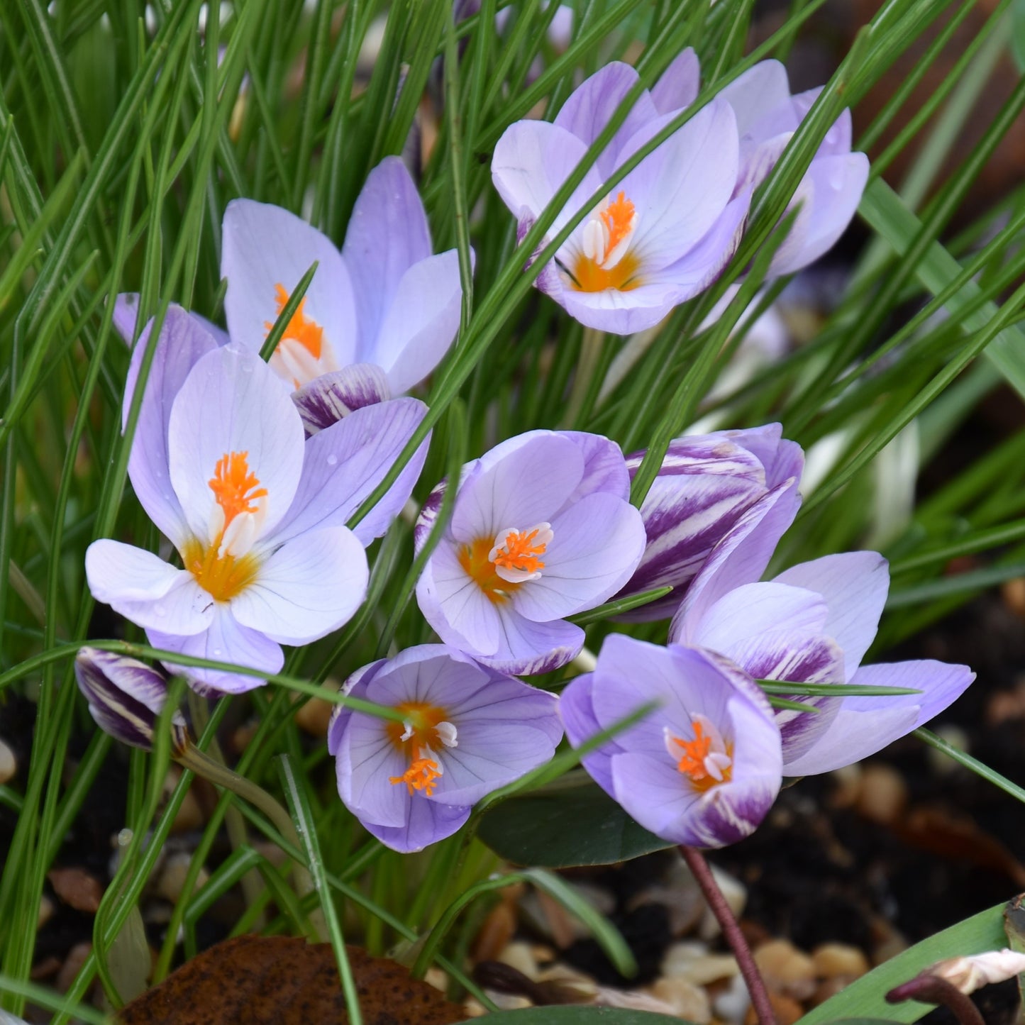 Crocus laevigatus 'Fontenayi'