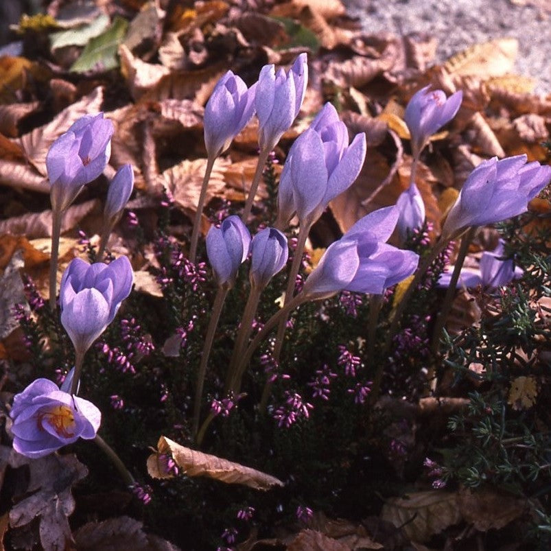 Crocus ligusticus (syn. medius)