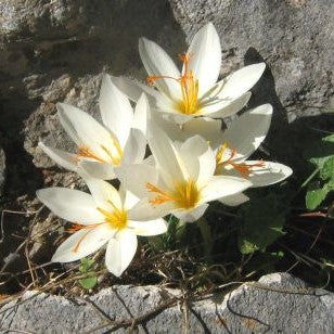 Crocus niveus