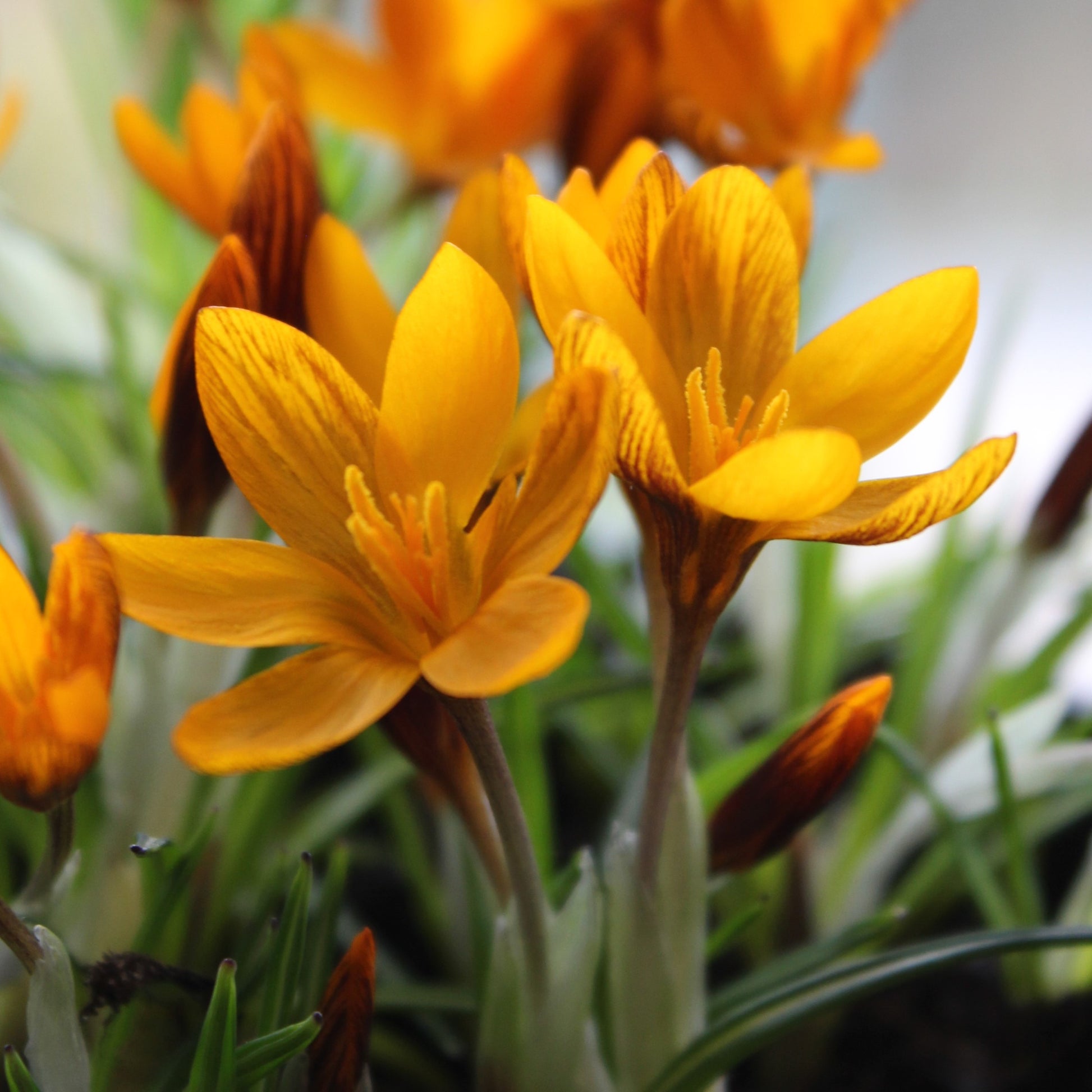 Crocus olivieri ssp. 'Orange Monarch'