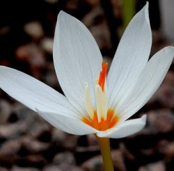 Crocus pulchellus albus