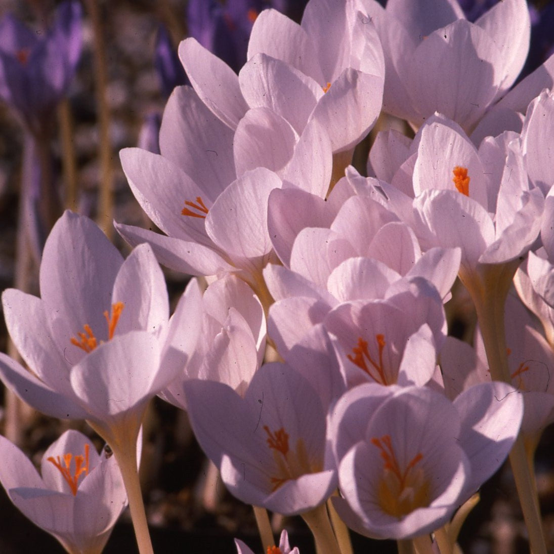 Crocus pulchellus 'Zephyr'