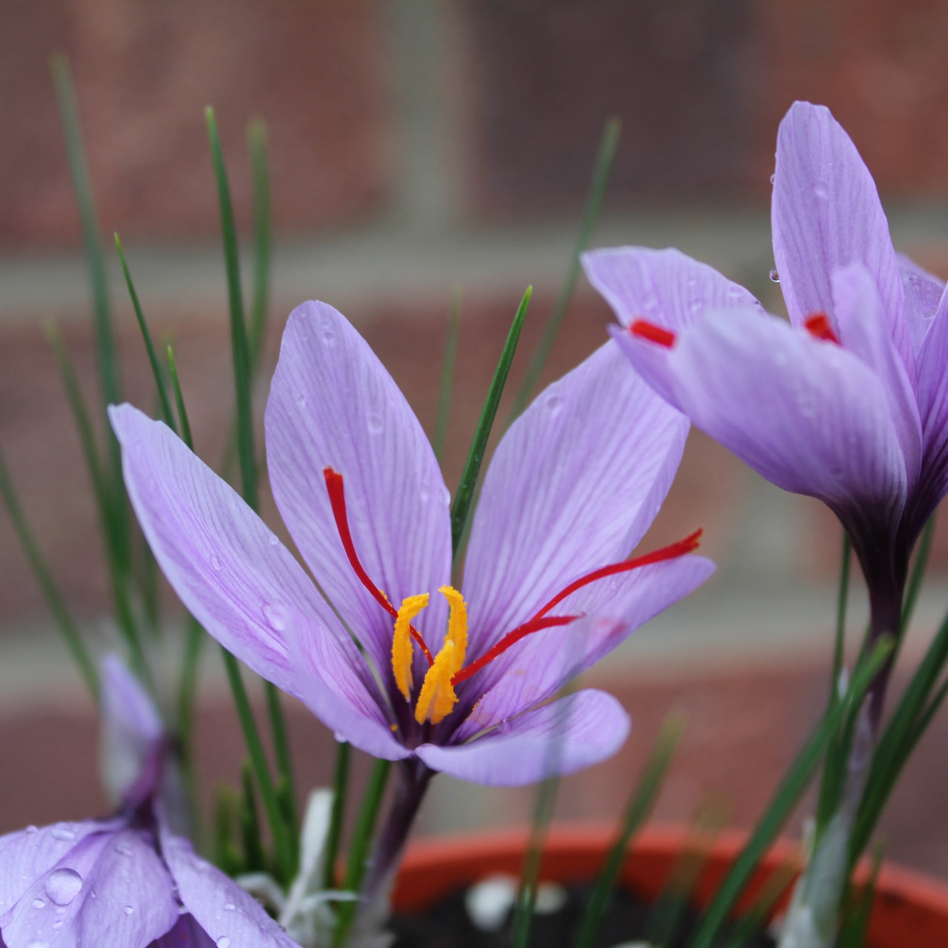 Crocus sativus