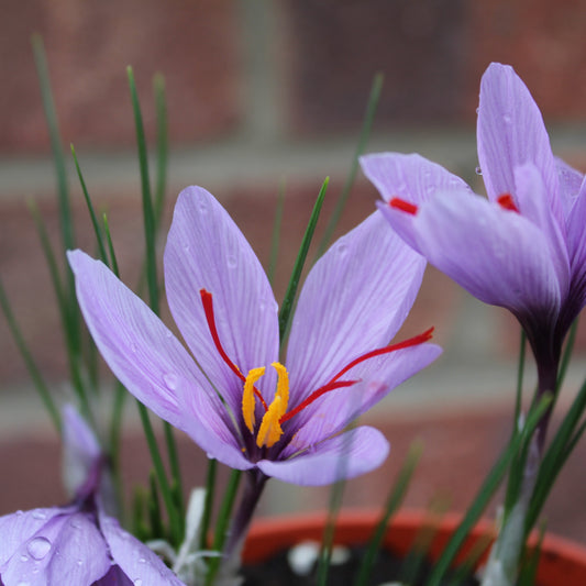 Crocus sativus