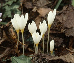 Crocus ochroleucus