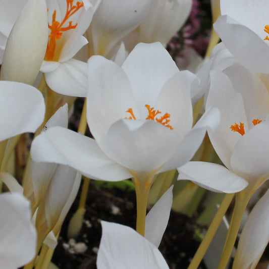 Crocus speciosus Albus