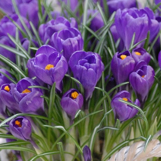 Crocus Flower Record