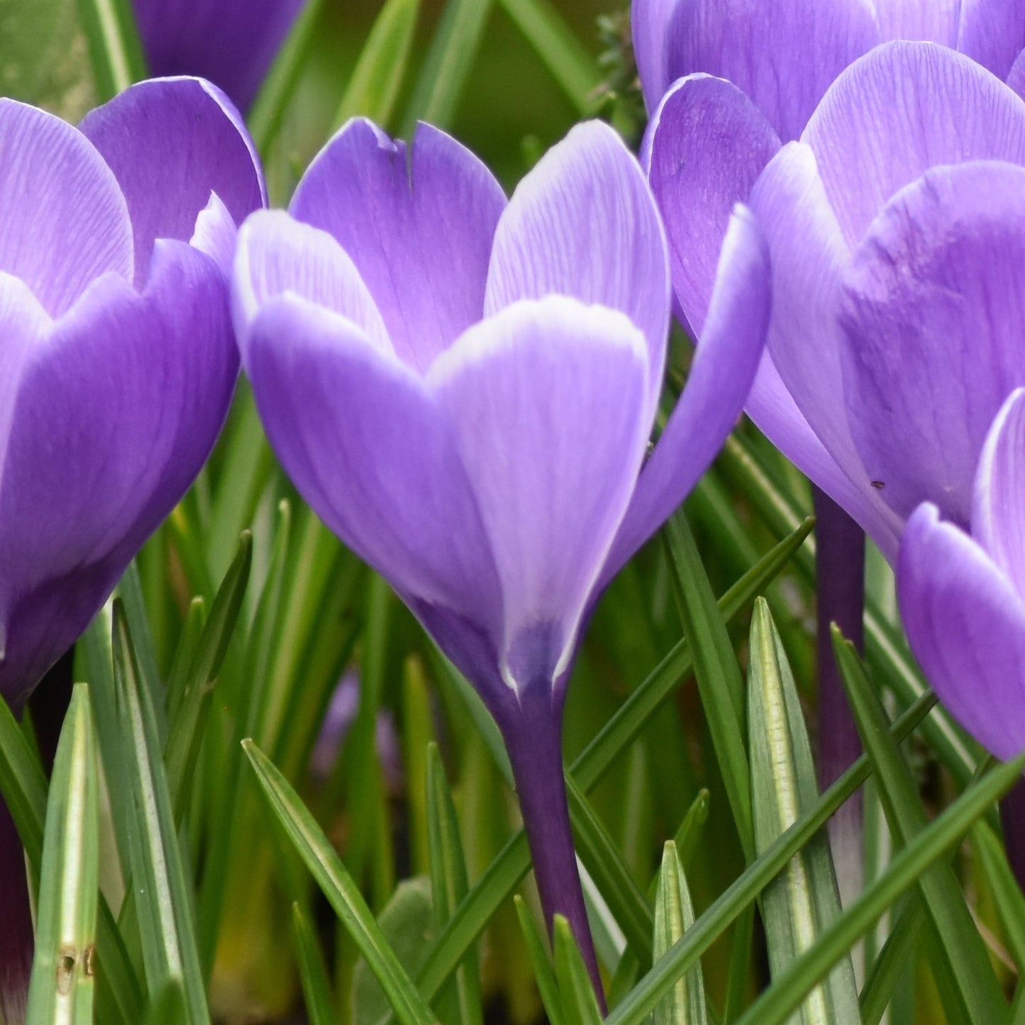Crocus Grand Maitre