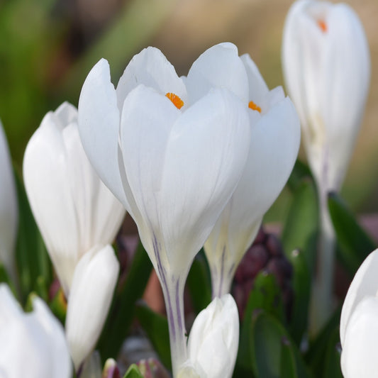 Crocus Joan of Arc